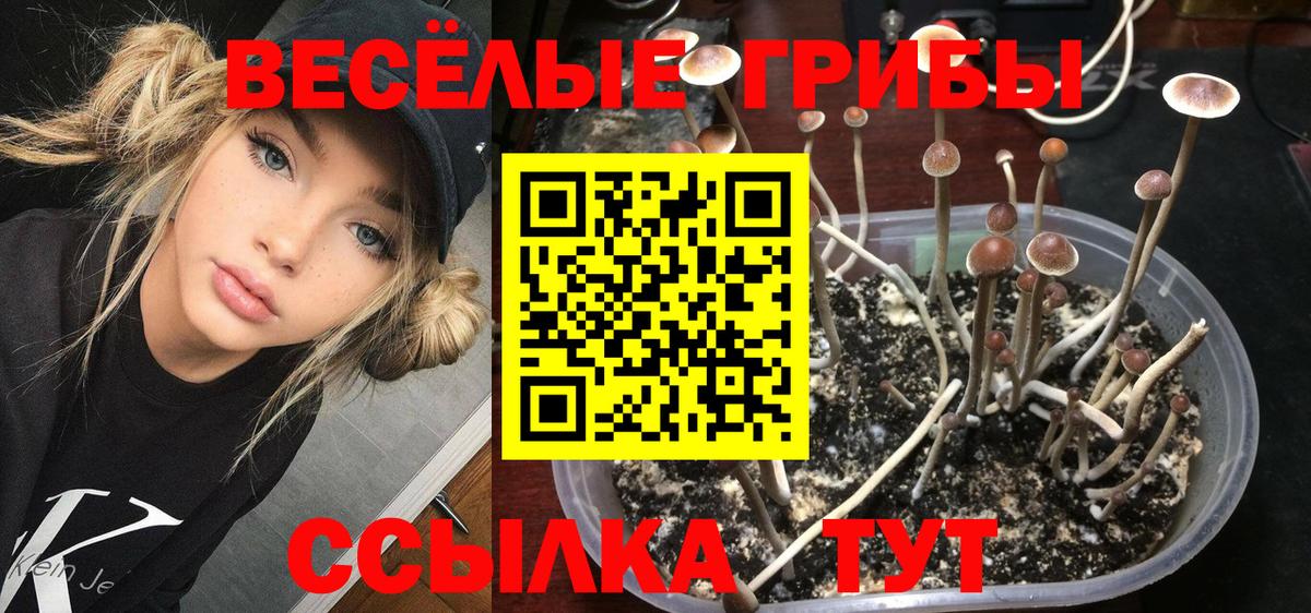 Псилоцибиновые грибы MAGIC MUSHROOMS  Псилоцибиновые грибы GOLDEN TEACHER  сколько стоит  Будённовск  Вход с VPN 